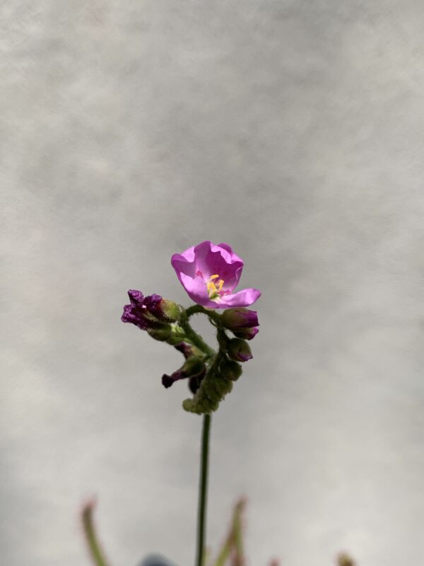 Drosera capensis (planta carnivora) - Imagen 3