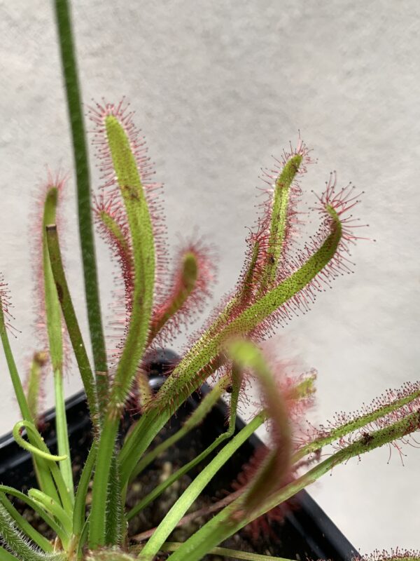 Drosera capensis (planta carnivora) - Imagen 2