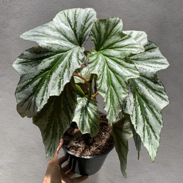 Begonia Cascada