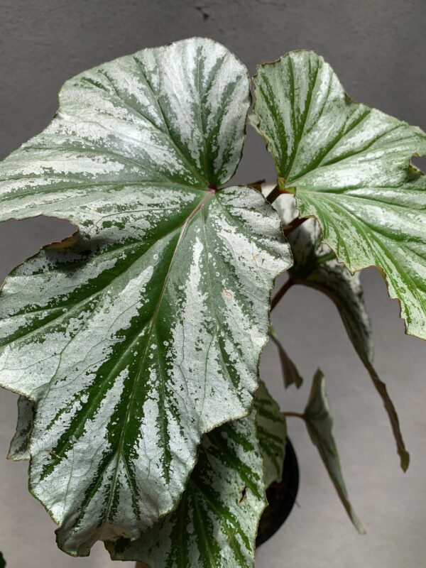 Begonia Cascada - Imagen 2