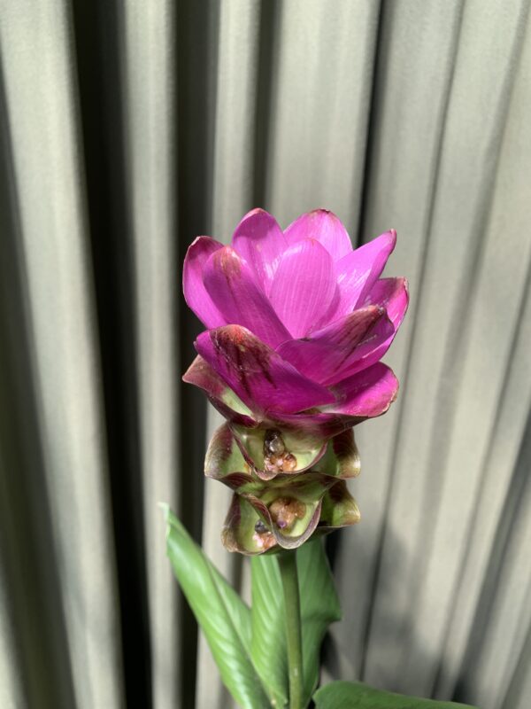 Curcuma alismatifolia - Imagen 3