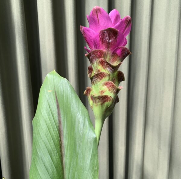 Curcuma alismatifolia