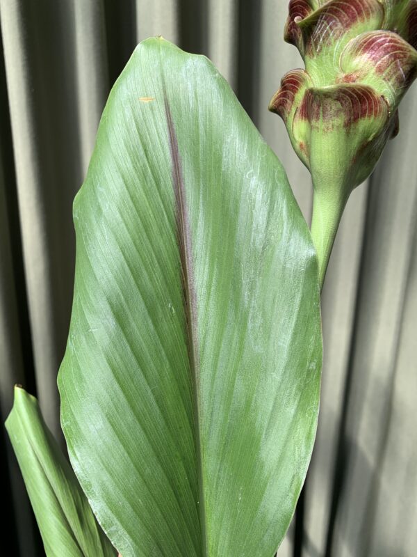 Curcuma alismatifolia - Imagen 2