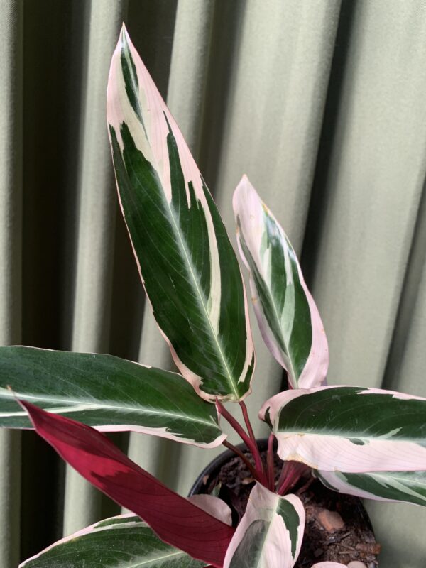 Calathea Stromanthe Triostar - Imagen 2