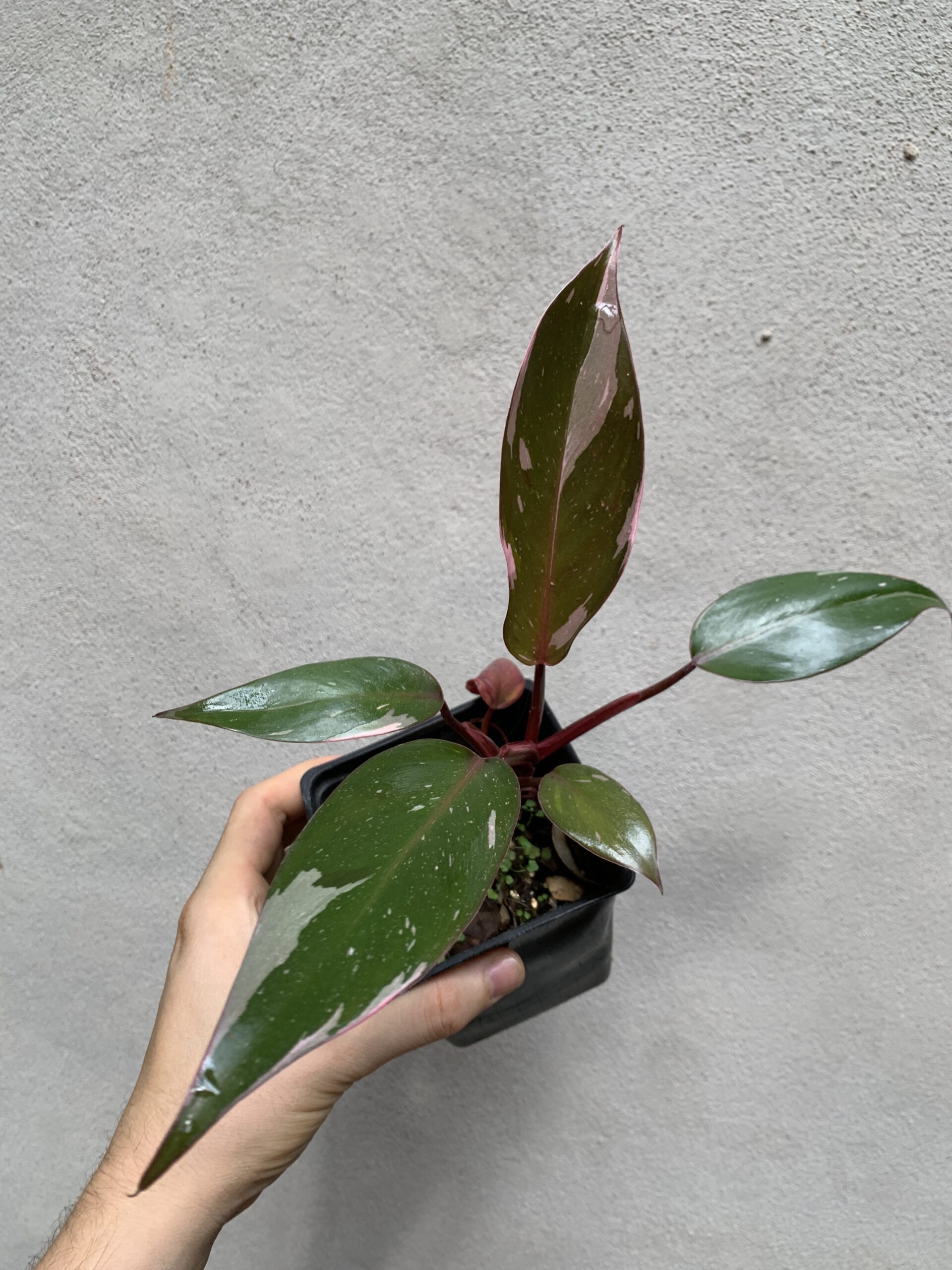 Philodendron Pink Princess chica