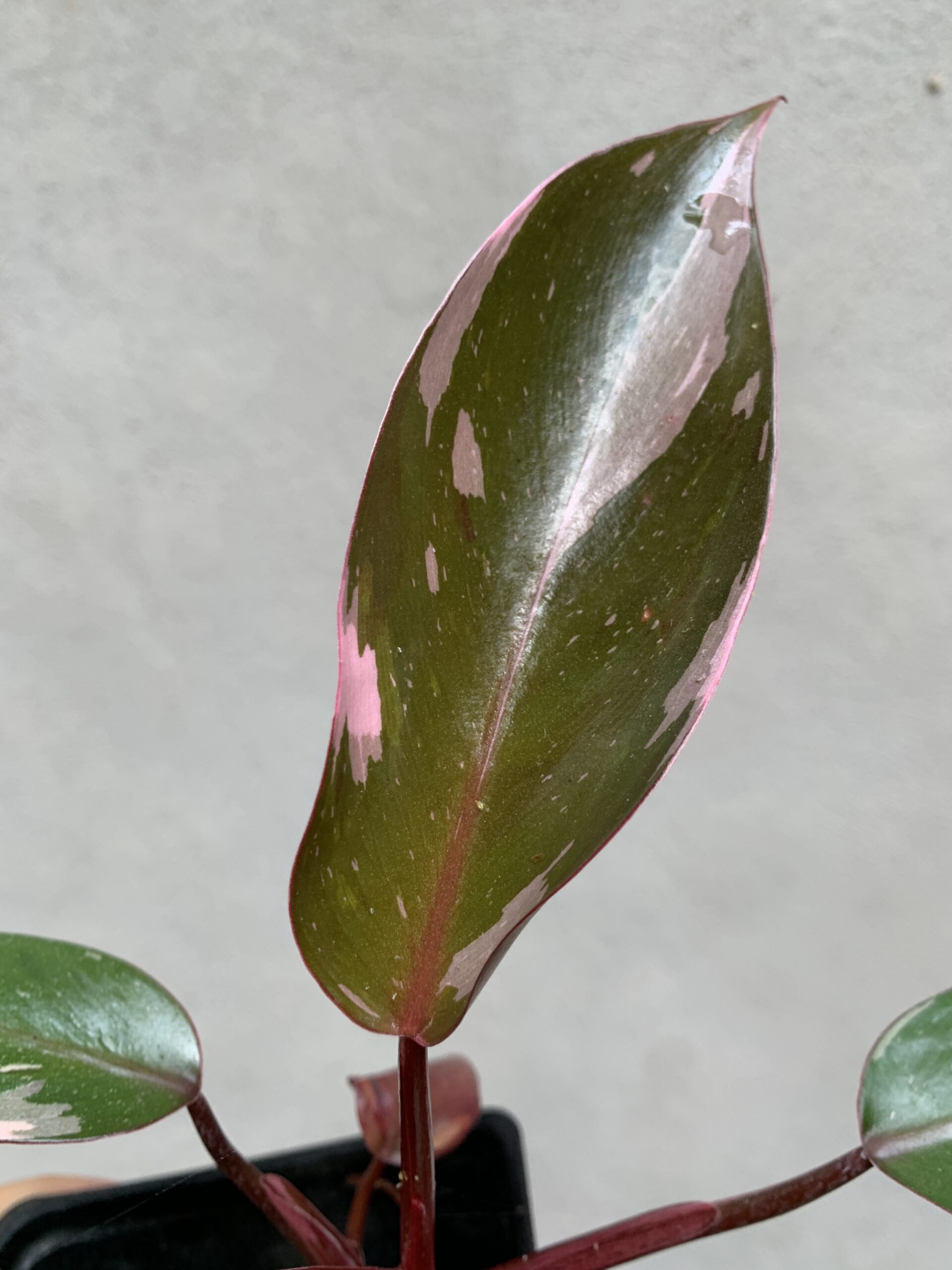 Philodendron Pink Princess chica - Imagen 2