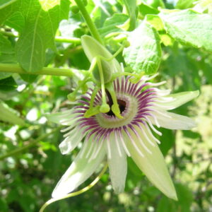 Passiflora morifolia