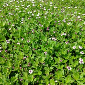 Phyla nodiflora (cubresuelo nativo)