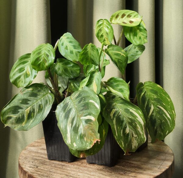 Maranta kerchoveana variegata
