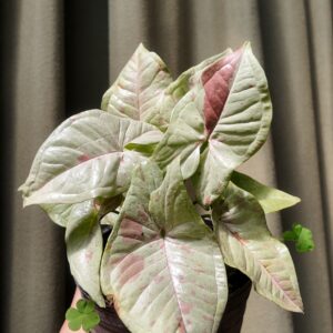 Syngonium Milk confetti