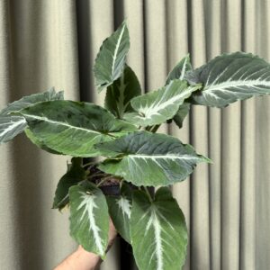Syngonium Wendlandii