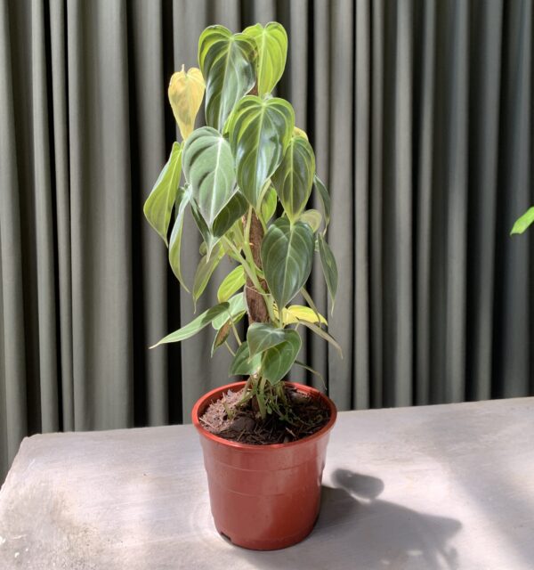 Philodendron Melanocrysum