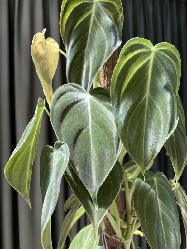 Philodendron Melanocrysum - Imagen 2