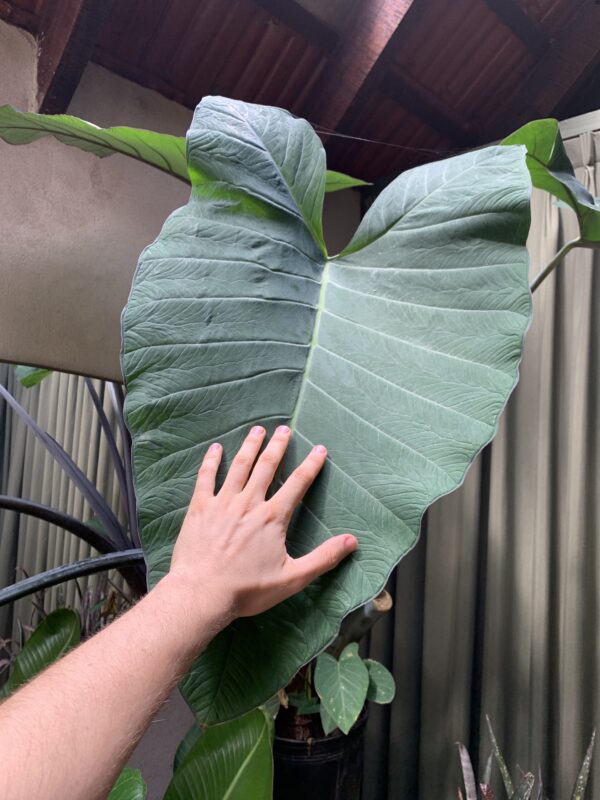 Xanthosoma violaceum gigante