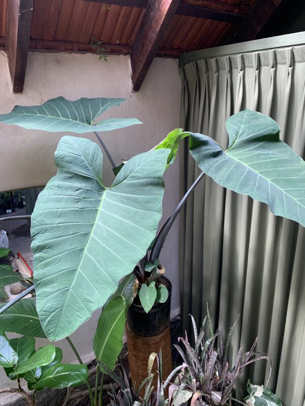 Xanthosoma violaceum gigante - Imagen 2