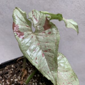 Syngonium Milk Confetti