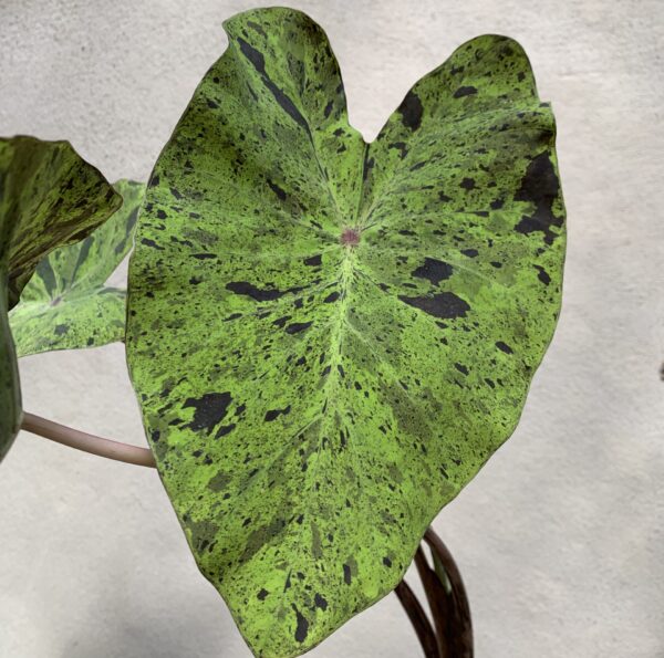 Colocasia Mojito