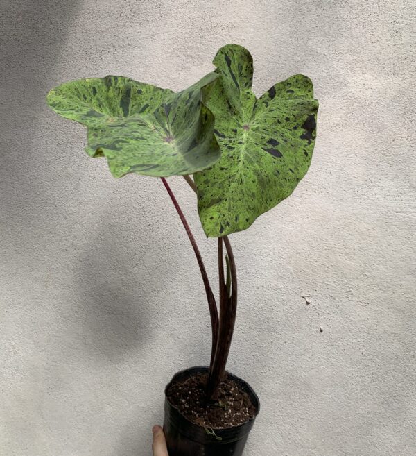 Colocasia Mojito - Imagen 2