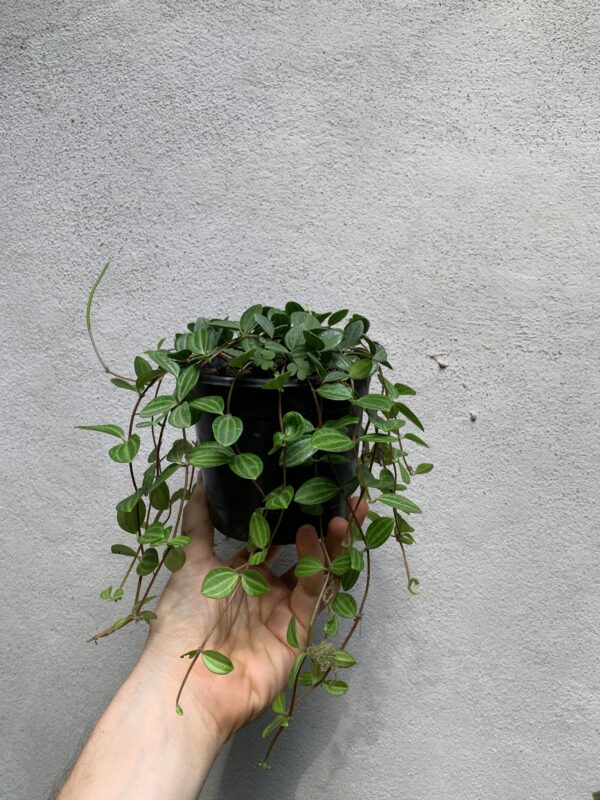 Pilea quadrangularis - Imagen 2