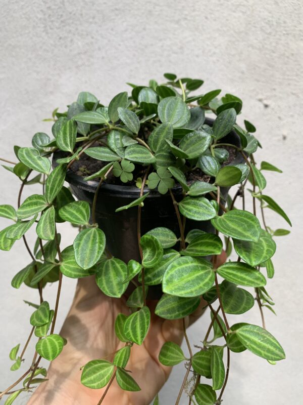 Pilea quadrangularis