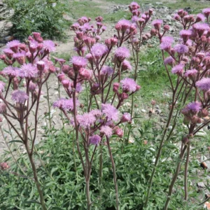 Campuloclinium macrocephalum