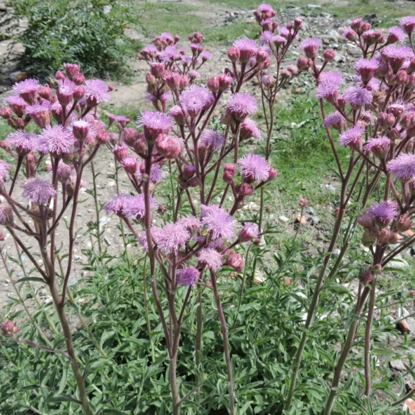 Campuloclinium macrocephalum