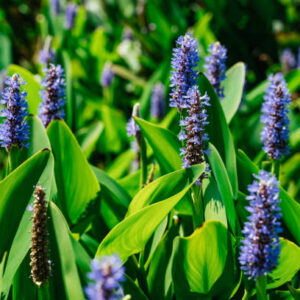 Pontederia