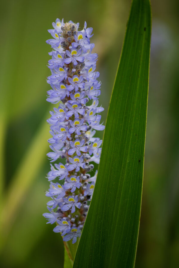 Pontederia - Imagen 2