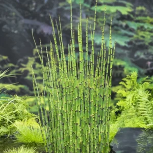 Equisetum