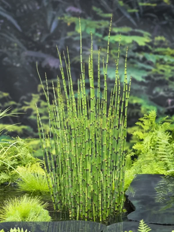 Equisetum