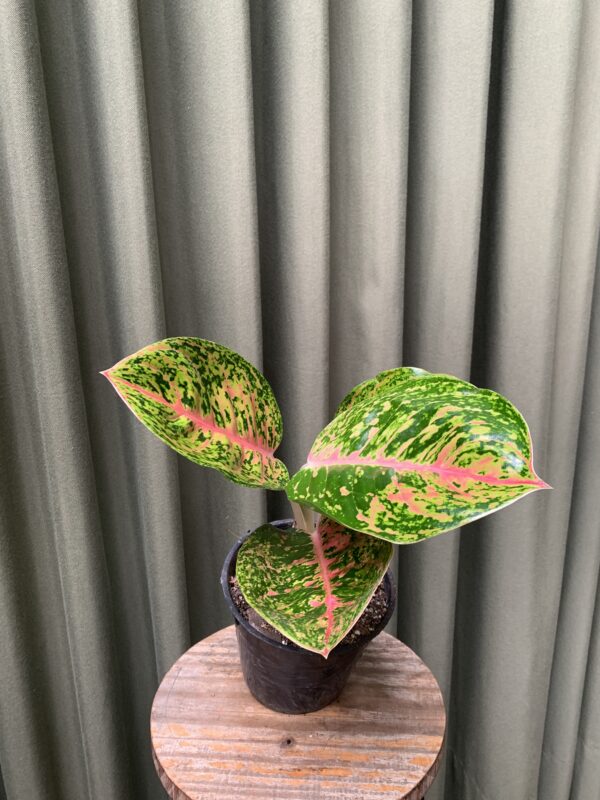 Aglaonema sparkling sarah - Imagen 2