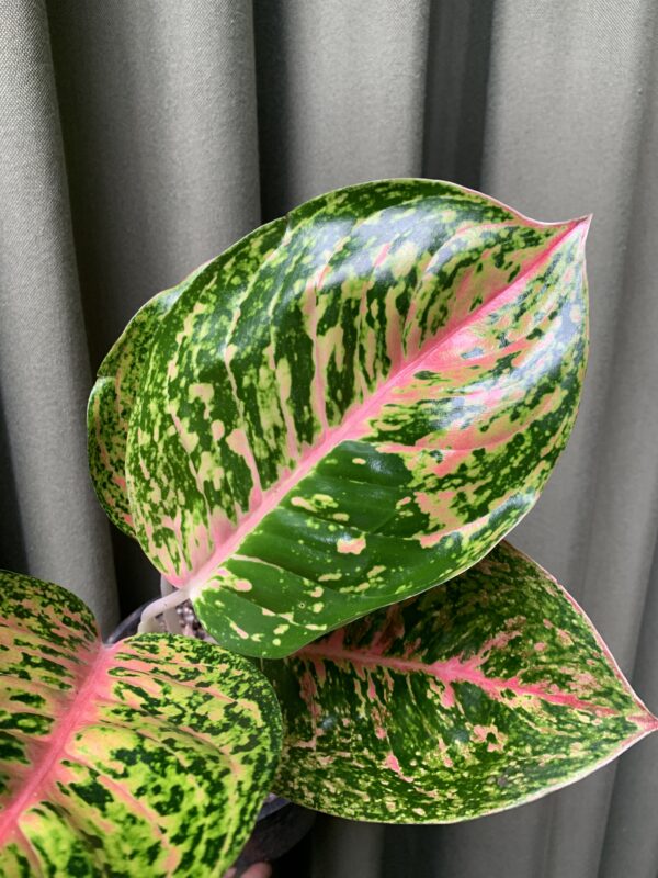 Aglaonema sparkling sarah