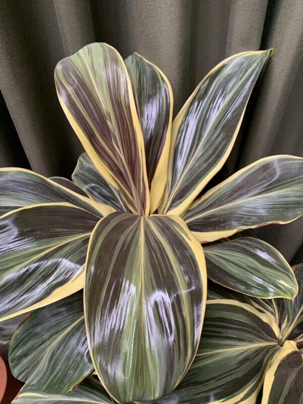Cordyline Chocolate Queen