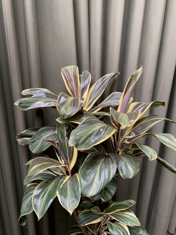 Cordyline Chocolate Queen - Imagen 2