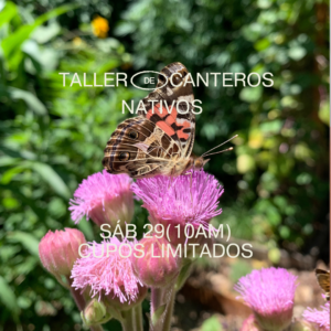 Taller de canteros nativos
