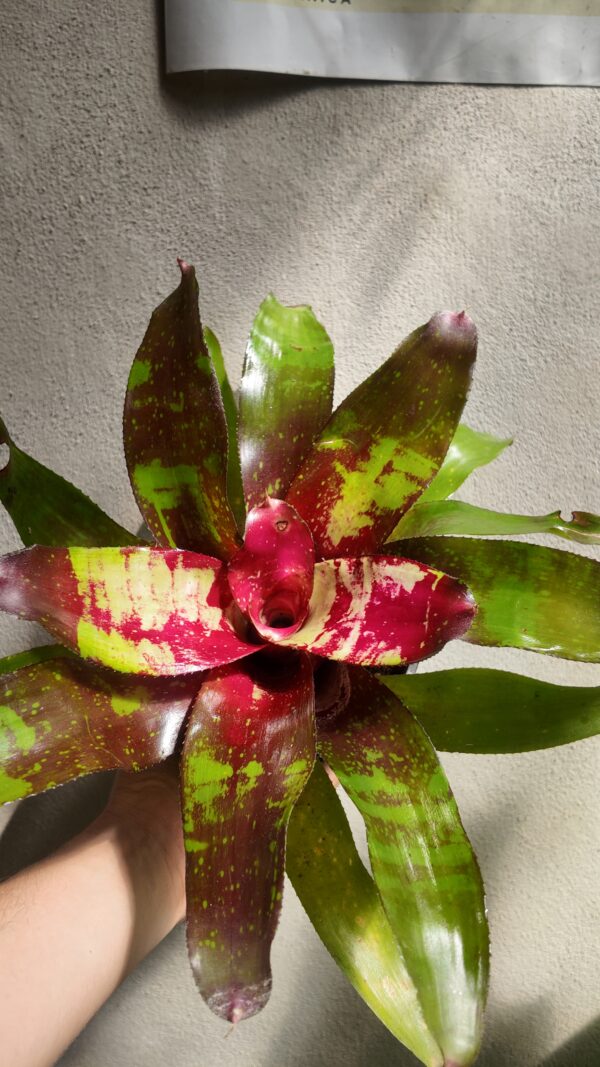 Neoregelia marmorata - Imagen 2