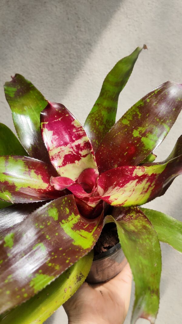 Neoregelia marmorata