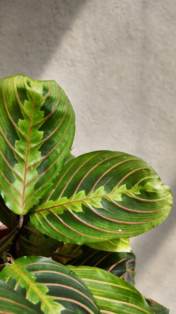 Maranta Leuconeura Tricolor - Imagen 2