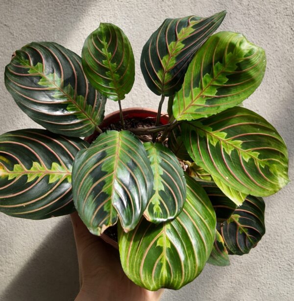 Maranta Leuconeura Tricolor