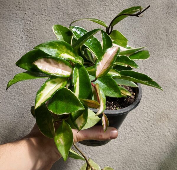 Hoya Krimson princess