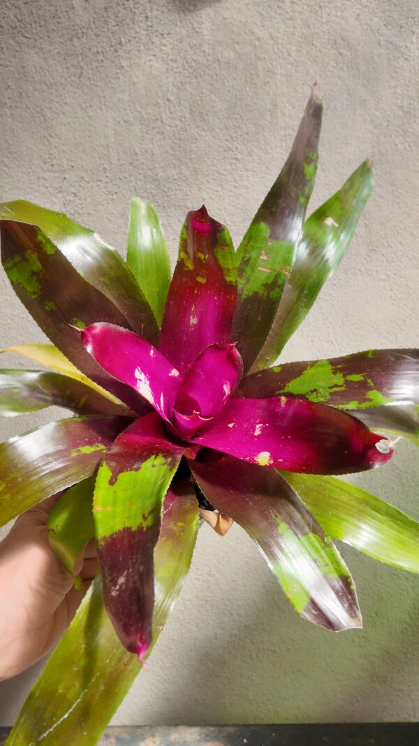 Neoregelia marmorata fucsia - Imagen 2