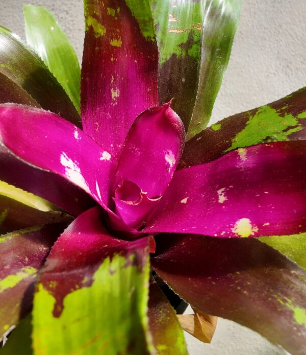 Neoregelia marmorata fucsia