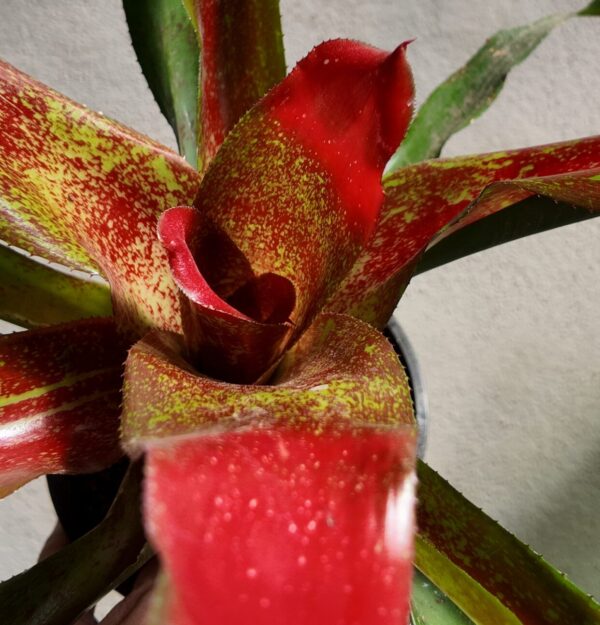 Neoregelia marmorata roja