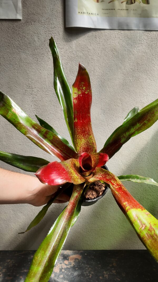 Neoregelia marmorata roja - Imagen 2