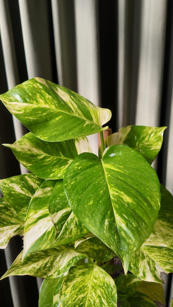 Pothos con tutor - Imagen 2