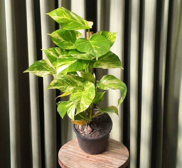 Pothos con tutor