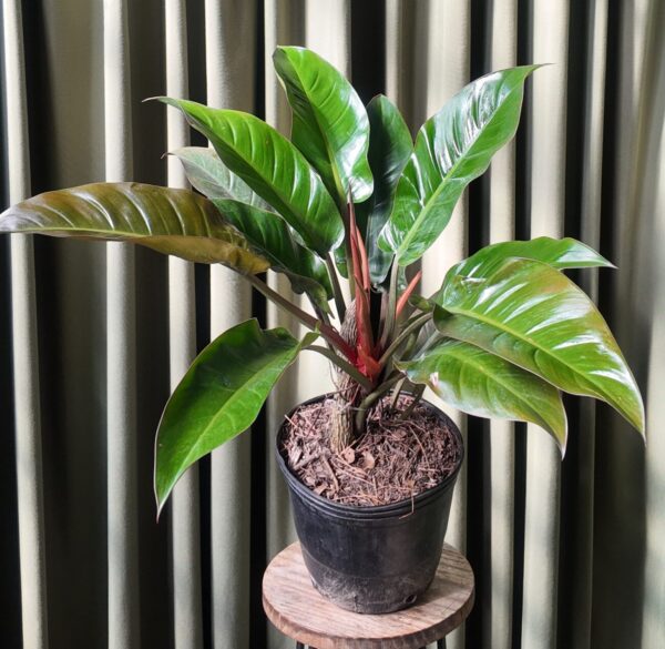 Philodendron Imperial Rojo Grande