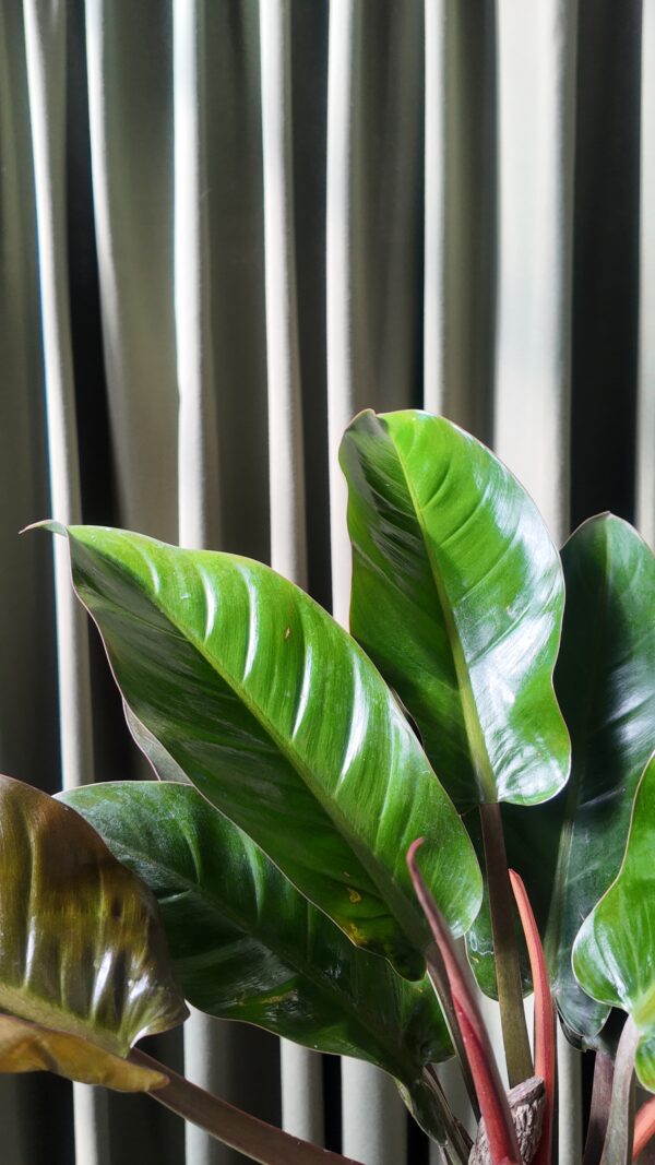 Philodendron Imperial Rojo Grande - Imagen 2