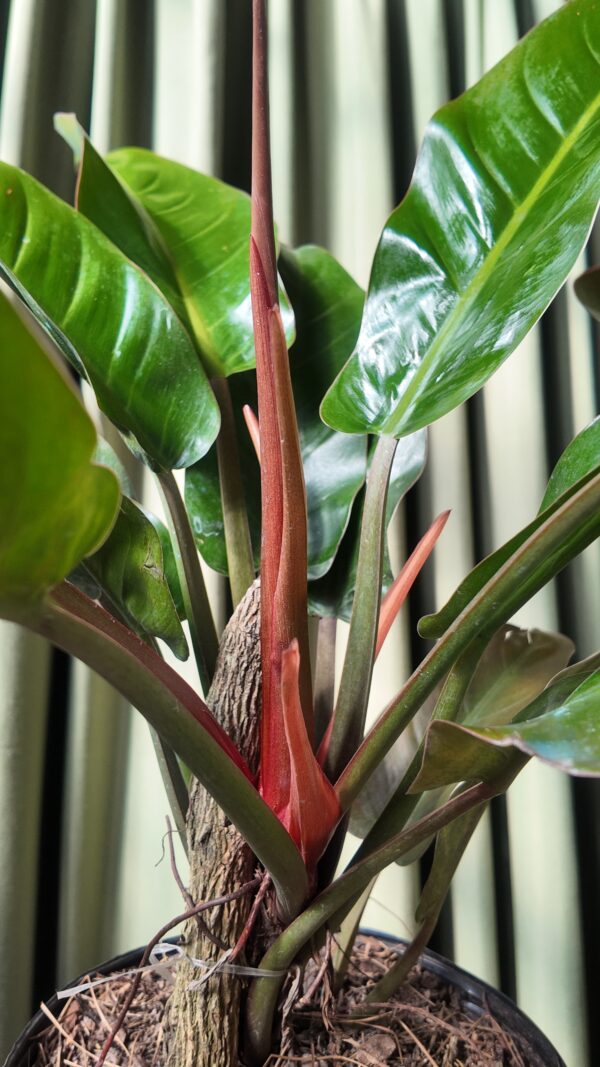 Philodendron Imperial Rojo Grande - Imagen 3