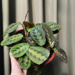 Maranta Leuconeura Tricolor